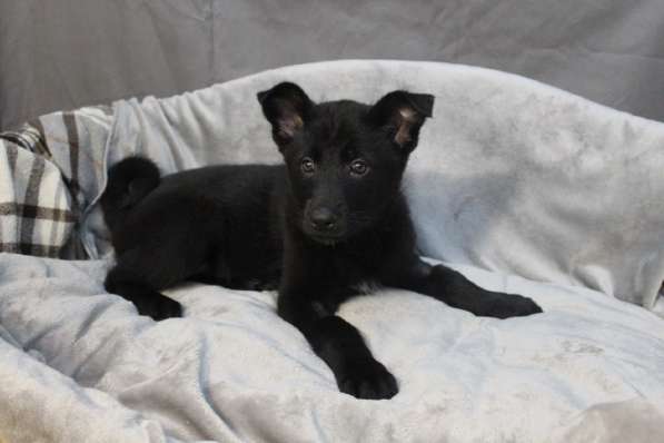 Черный щенок со звездочкой на груди в Санкт-Петербурге фото 34