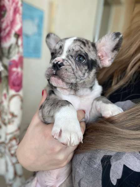 French Bulldog. Merle colour. Boy's