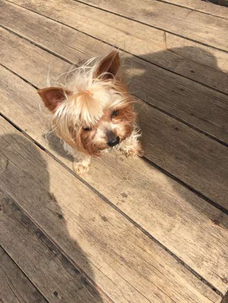 Йорк в Москве