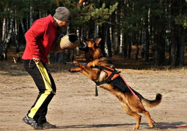 Щенки немецкой овчарки в Воронеже фото 10