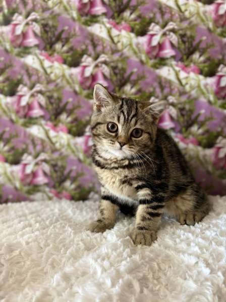 Британские котята в Казани фото 6