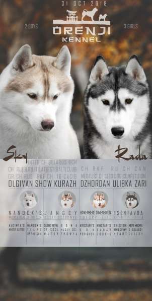 Щенки хаски ждут хозяев в Санкт-Петербурге