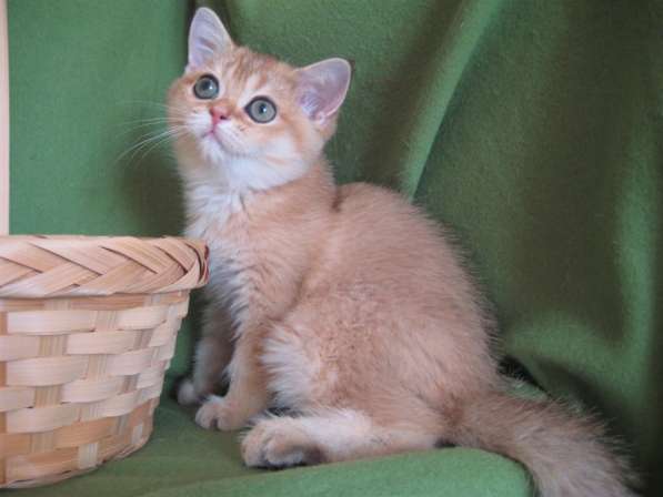 Шотландский котик золотой тикированный в Казани фото 4