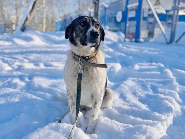 Очень умная и благодарная собака Герда ищет семью! в Москве фото 8
