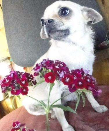 Чишки-малыши и малышки в Санкт-Петербурге