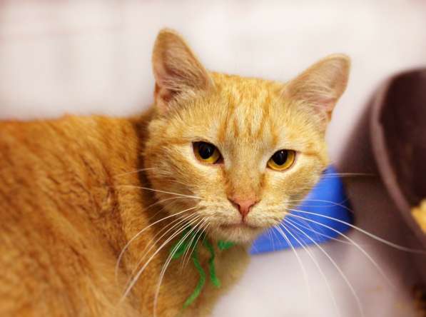 Чудесная Изольда ищет самую заботливую семью в Москве фото 3