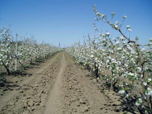 Плодоносящий яблоневый сад в Крыму в Феодосии фото 4