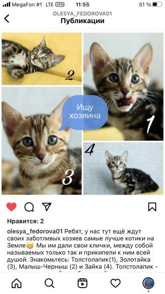 Бенгальские котята в Екатеринбурге фото 3