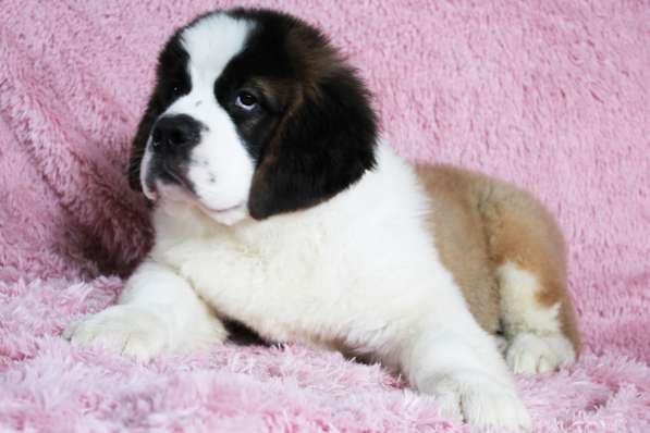 Юный щенок в Белово фото 11