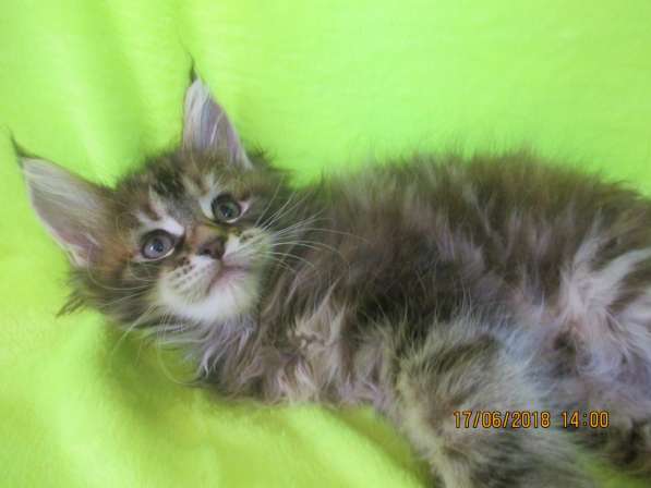 Красотки мейн- кун из питомника Arktur в Екатеринбурге фото 17