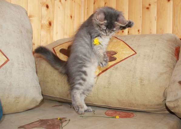 Серые мурлыки, котята в добрые руки в Калуге фото 27