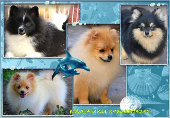 Щенки шпица в Раменское фото 22