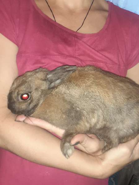 Продам кроликов породы Рекс в Челябинске фото 4