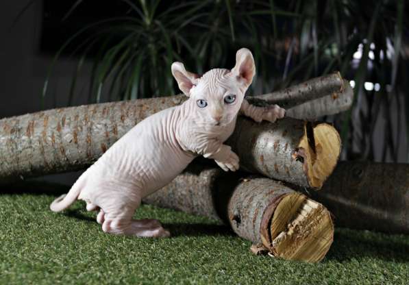 Эксклюзивный мальчик двэльф редчайшей породы в мире, кошка к в 