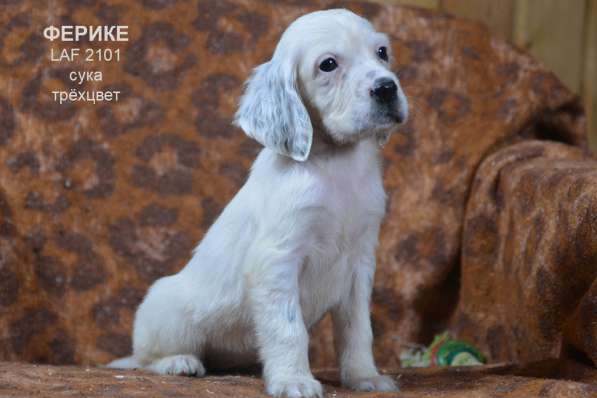 Английский сеттер щенки из элитного питомника в Москве фото 89