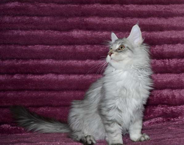 Свободны шикарные котята мэйн-куны редких окрасов в Москве фото 19