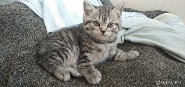 Шотландский котенок в 
