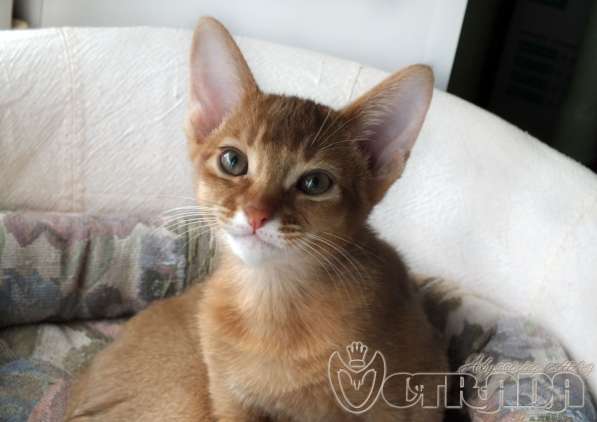 Абиссинские котята в фото 7