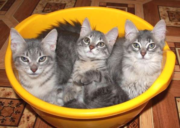 Серые мурлыки, котята в добрые руки в Калуге фото 13