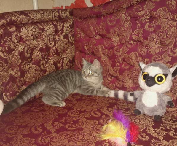 Голубая шотландская девочка в Санкт-Петербурге фото 3