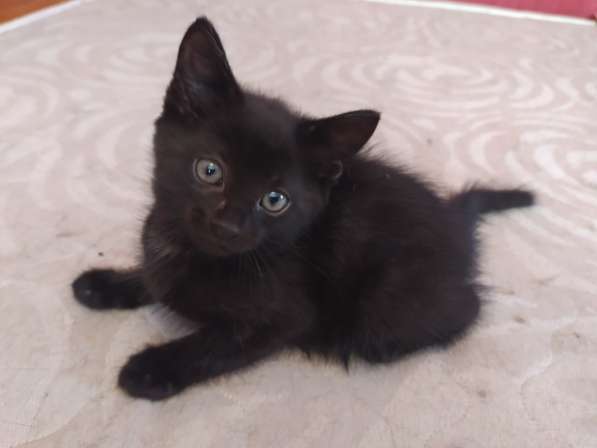 Флэш - черный игривый котенок ищет дом в Москве фото 3