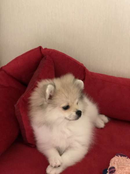 Шпиц- девочка- пати в Москве фото 3