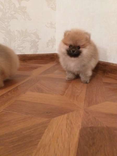 Шикарные щенки Померанского Шпица 3-6 месяцев ркф в Москве