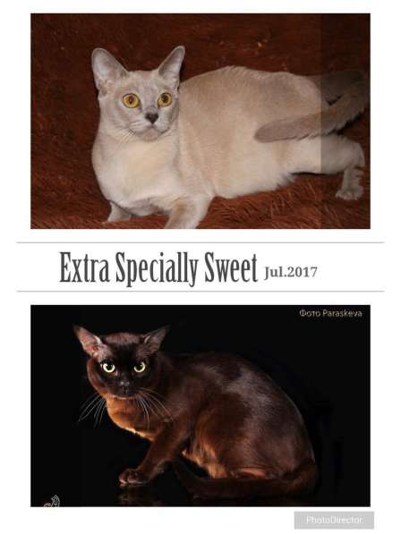 Бурманские котята в Санкт-Петербурге фото 3