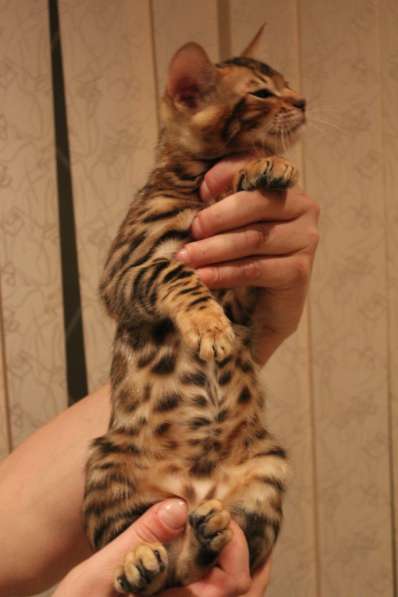 Продаем котят бенгальской и абиссинской породы в Москве фото 5
