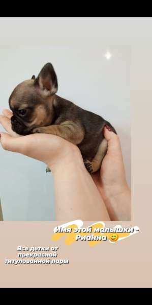 Щенки французский бульдог в Владимире фото 13