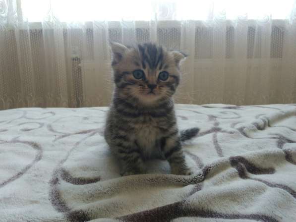 Британские котята в 