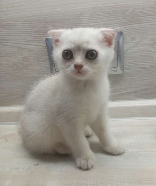 Шотландский кот в фото 10