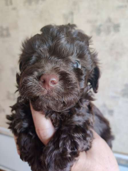 Щенки декоративных пород собак в Москве фото 9