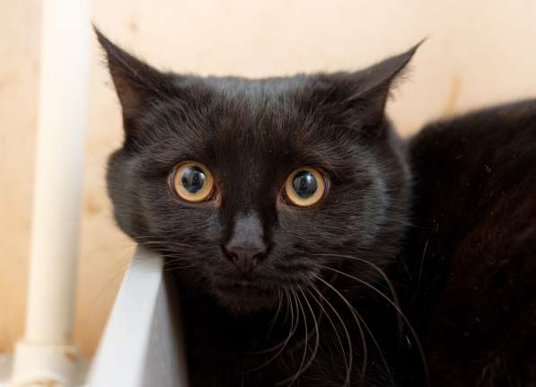 Котик Иоффе