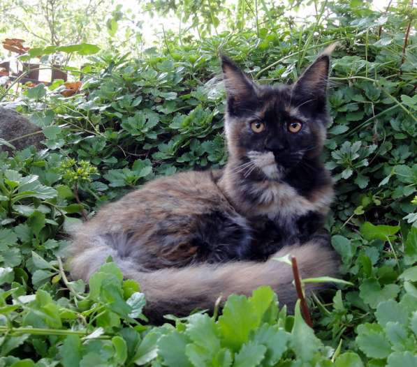 Апельсинки к Новому Году в Рязани фото 130