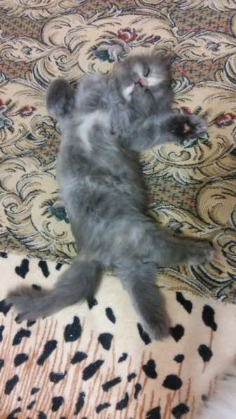 Продам пушистую красавицу с серебристым подшерстком в Санкт-Петербурге фото 3