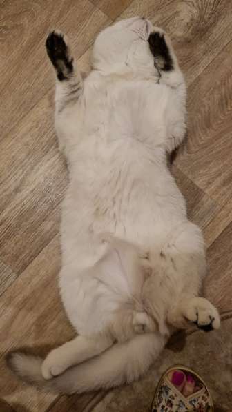 Котик, 6 месяцев, очень общительный и ласковый в Москве фото 12