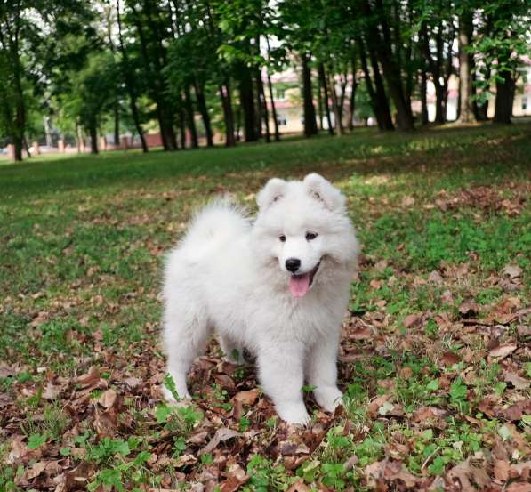 Щенки самоедской собаки в Калининграде фото 7