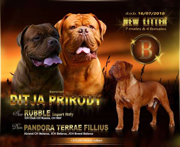 Щенки бордоского дога в 