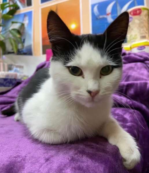 Котенок мальчик в Краснодаре фото 8
