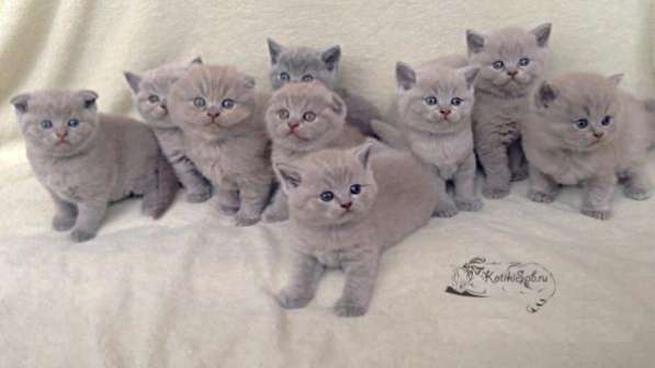 Шотландские котята. Вислоухие и страйты в Санкт-Петербурге фото 3
