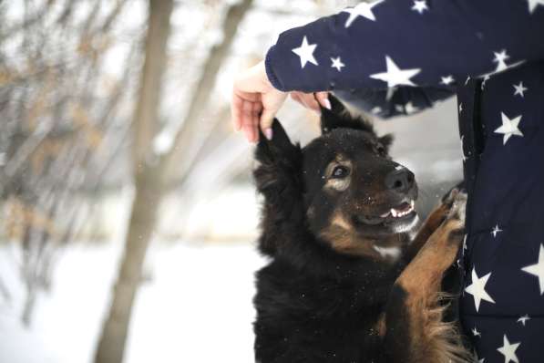 Собака-терапевт Пайпер ищет семью в Москве фото 8