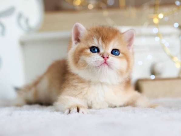 Британский котенок в Москве фото 9