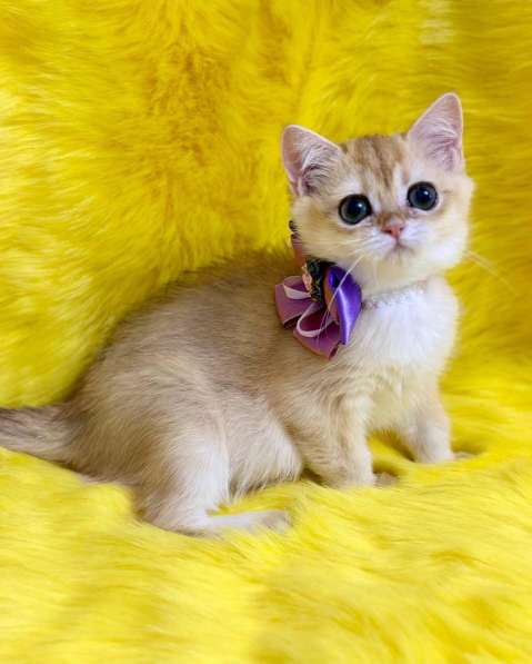 Британские котята драгоценных окрасов(золотая шиншилла) в фото 4