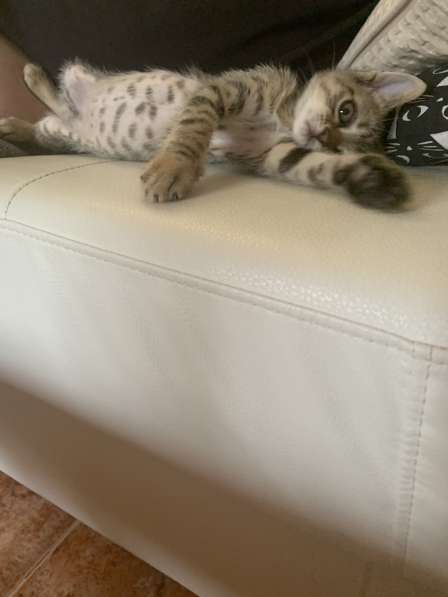 Котята в фото 4