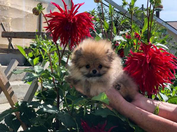 Щенки померанского шпица от Ирлайн-дог в фото 15