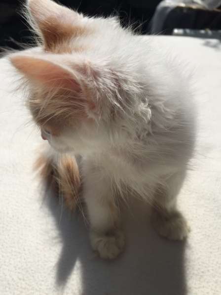 Котята в Кисловодске фото 60