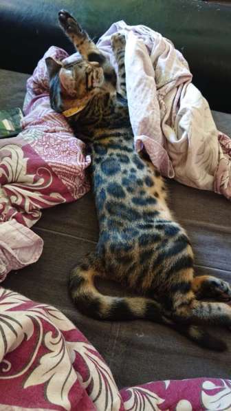 Бенгальские котята❤️ в Перми фото 16