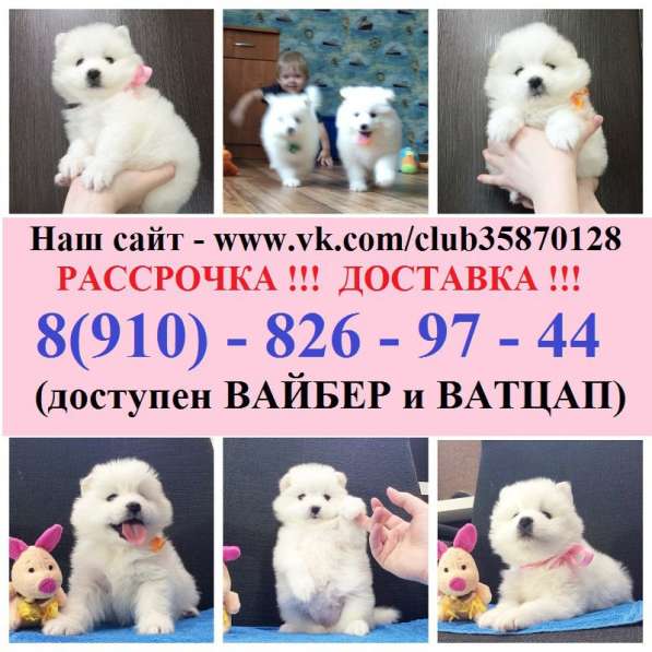 Щенята самоедской лаечки