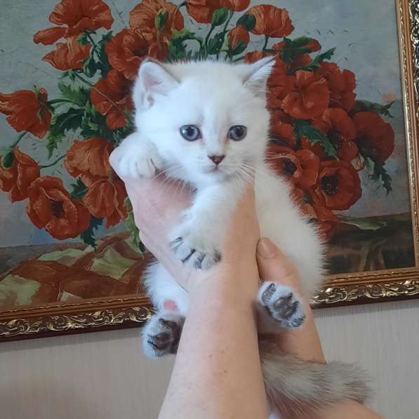 Шотландские котята в Краснодаре фото 16